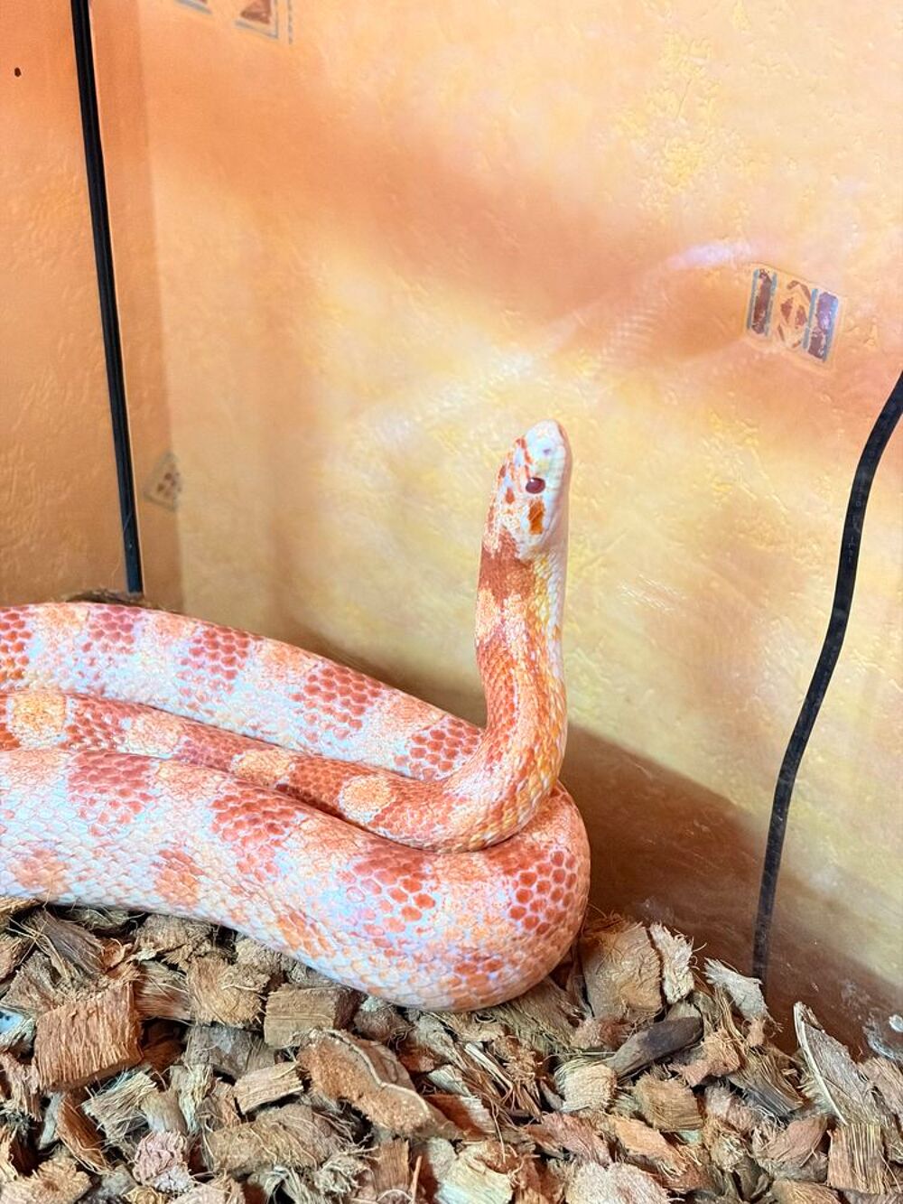   Serpent des blés mâle à donner + terrarium et équipement 