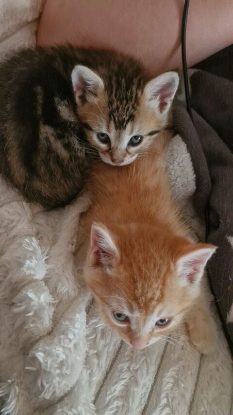 Chatons magnifiques a adopter 0 93600 Aulnay-sous-bois