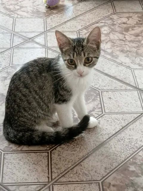 Perle adorable chatonne 2 mois 1/2 cherche famille 140 11000 Carcassonne