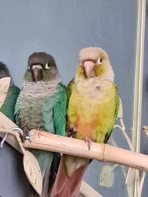 Couple conure 250 34290 Coulobres