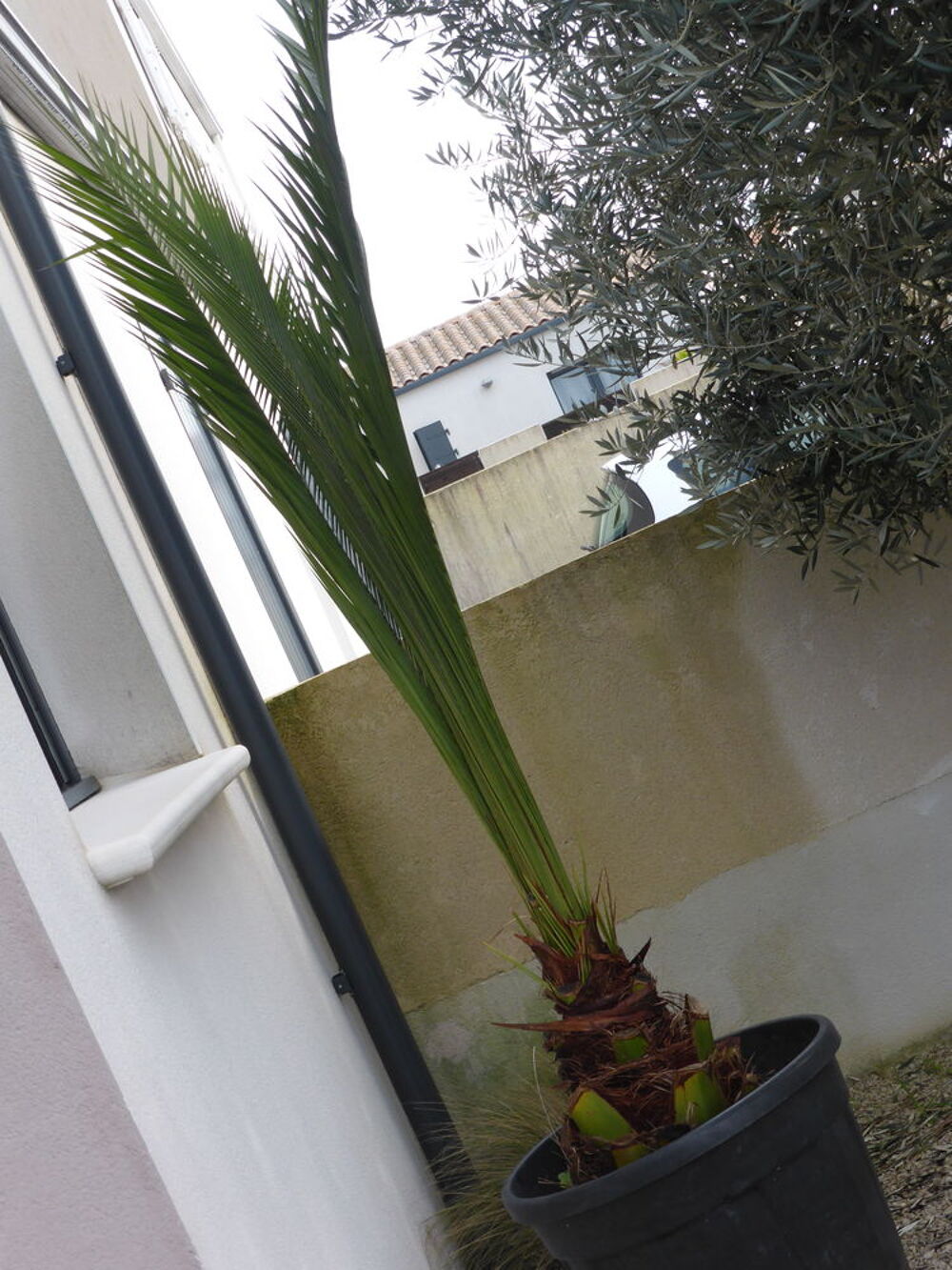 PALMIER &agrave; replanter Jardin
