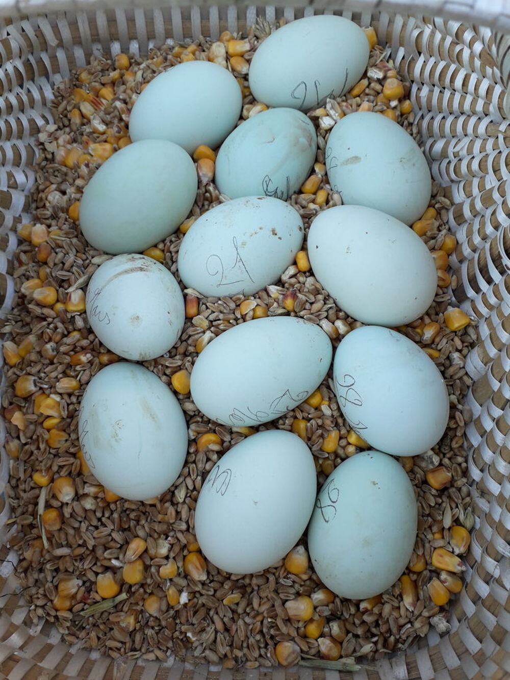   Oeuf f�cond�s bleu race cream legbar  