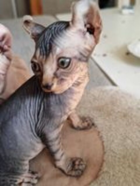   Chaton ELF bouches du rhone 
