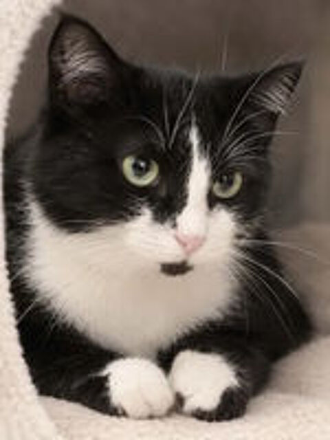   Ninouche chatte 1 an gentille cherche famille 