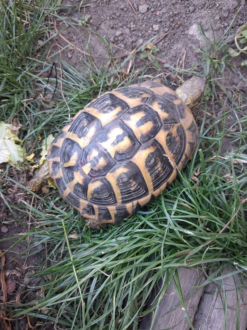   Tortue femelle 18 ans 
