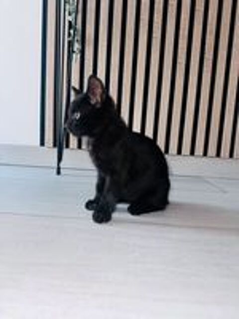   Chat LOUNA à l adoption 