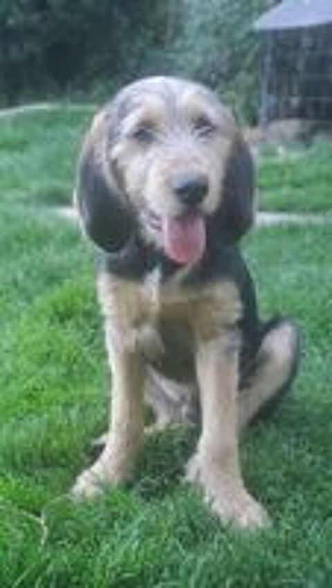   2eme Chiot 4 mois Griffon Nivernais/ Bruno du Jura 