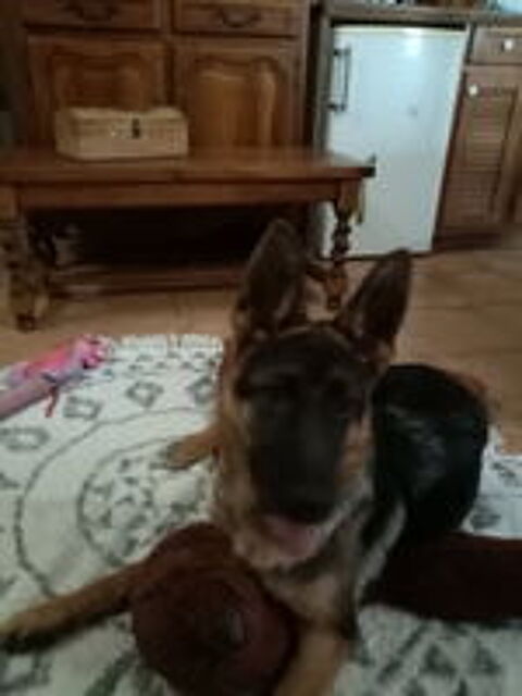   Donne petite chienne  