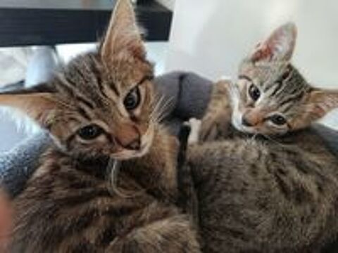   Adorable chatons mâle  