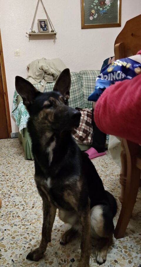 LULU 🩷Jeune crois&eacute;e Berger Allemand cherche nouveau d&eacute;part , plein de potentiel 315 24140 Douville