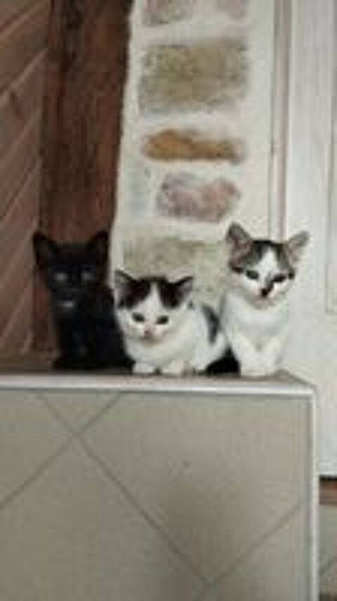   Offre 3 adorables chatons à chouchouter  