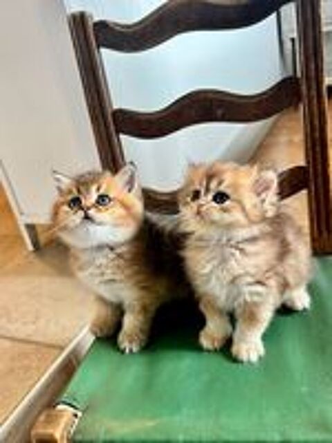  Adorables chatons British Shorthair et Longhair 