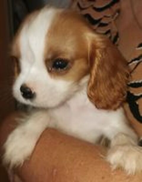   Cavalier king charles 