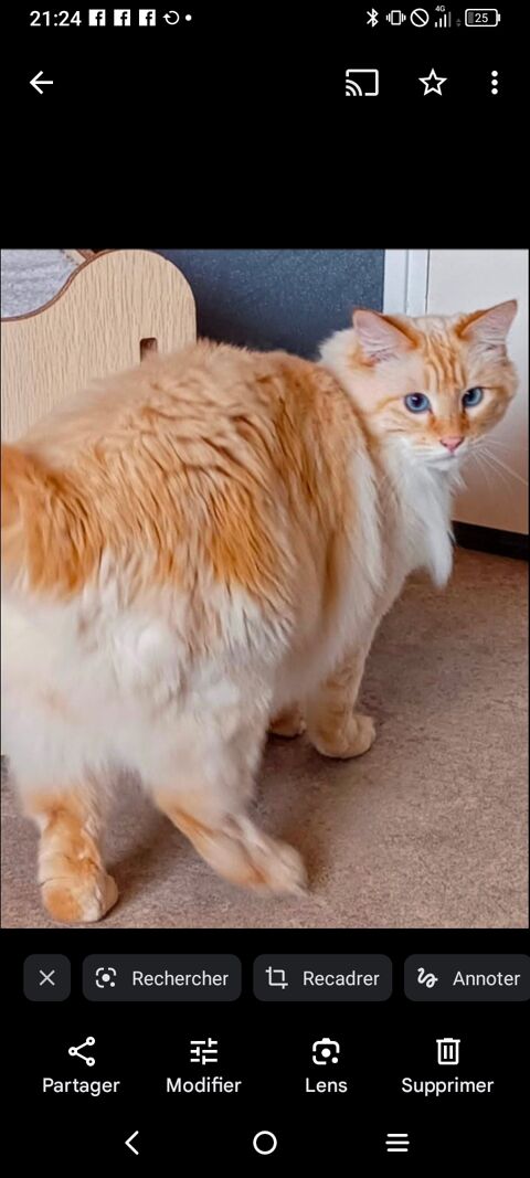 Magnifique chat poil long roux yeux bleus 0 88100 Saint-di-des-vosges