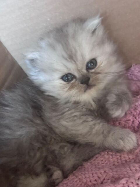 3 chatons type persan 1 m&acirc;le, 2 femelles 860 89690 Ch�roy