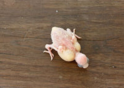   RECHERCHE B�B� OISEAUX PERRUCHE ONDUL�E A �LEVER A LA MAIN   