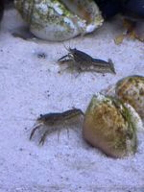   ? Écrevisses bleues d'aquarium 