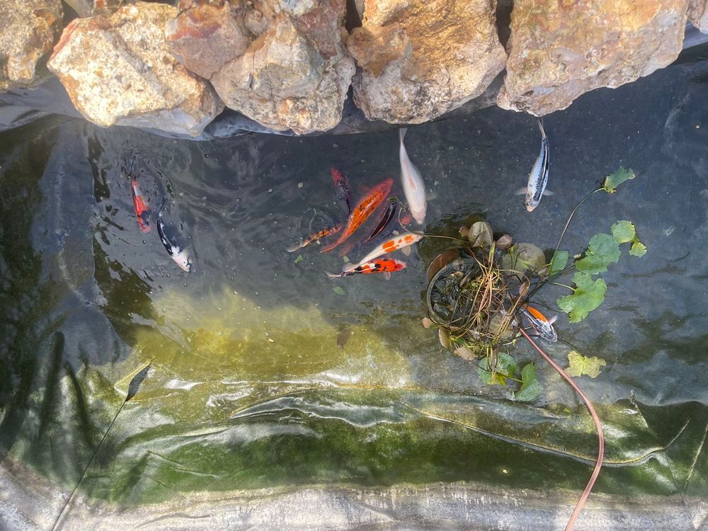 Carpe Ko&iuml; Jardin