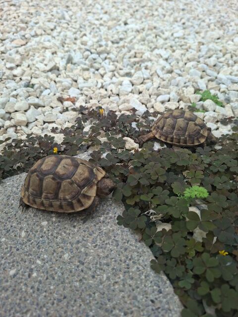Bebe tortues de terre 2 ans 50 13014 Marseille