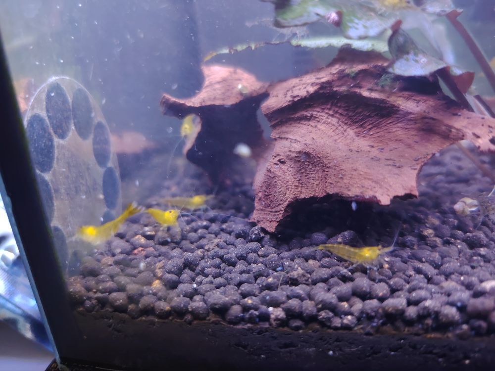   Crevettes yellow tube 