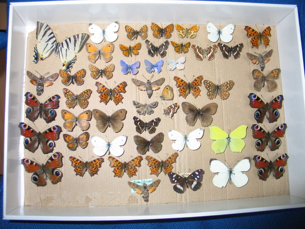 Papillons libellules l&eacute;pidopt&egrave;res 