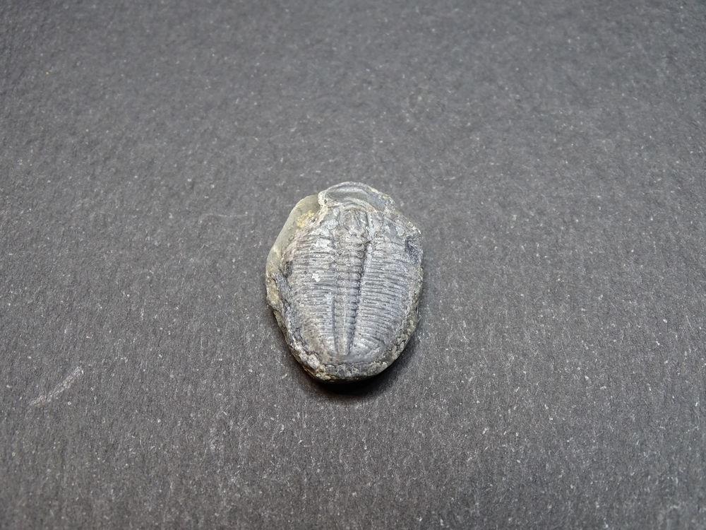 Trilobite (Cambrien -525 Millions d'ann&eacute;es) Utah Etats-Unis 
