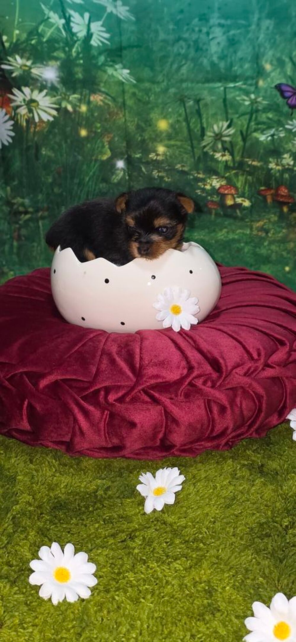   A réserver un chiot mâle Yorkshire terrier inscrit au LOF 