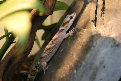 Oedura Castelanui 70 49122 Le may-sur-�vre