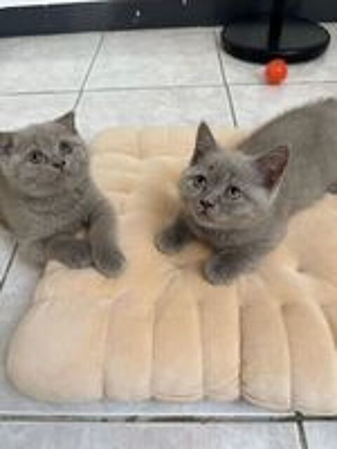   Magnifiques chatons scottish fold & straight 
