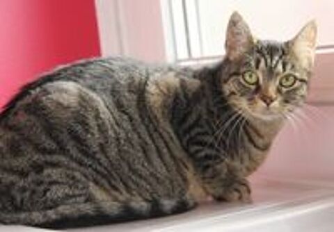   FALBALA FEMELLE TIGREE 6 ANS 