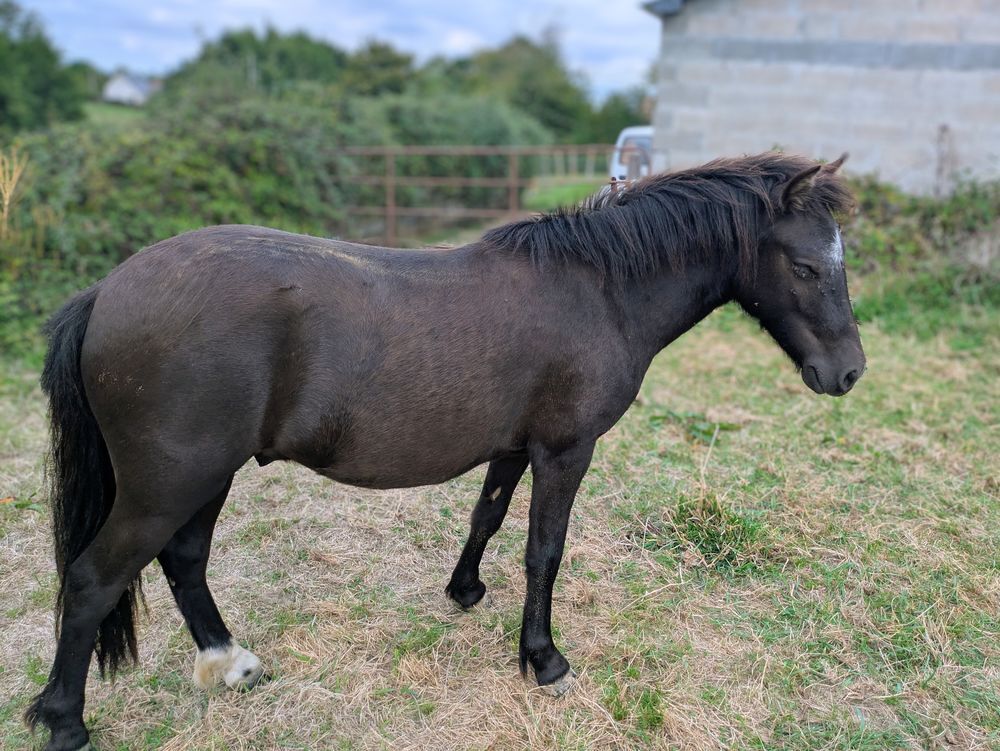   Poney Hongre 