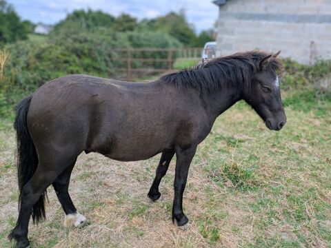 Poney Hongre 1200 14220 Thury-harcourt