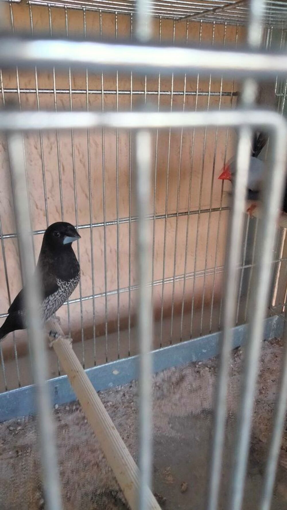 oiseau moineau du Japon, diamant longue queue Sports