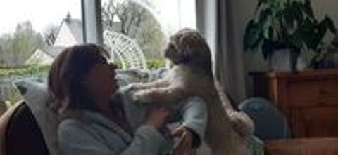   Garde de chien 