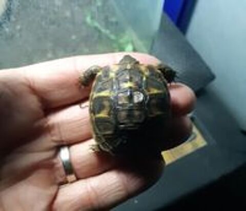   Tortues 