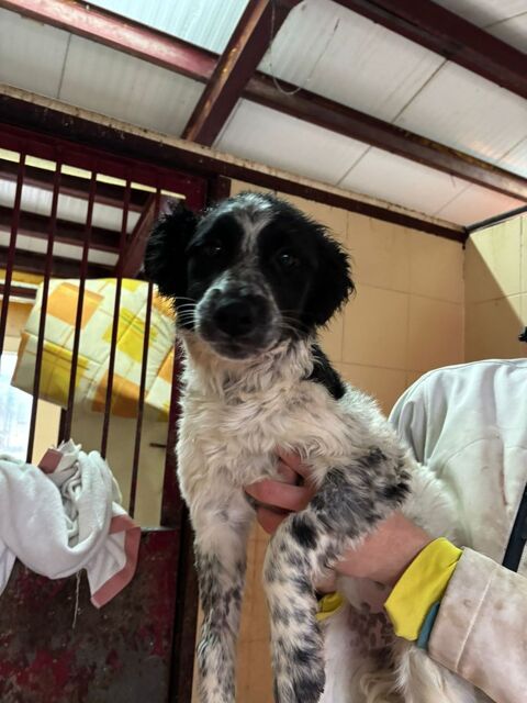 ENMA🩷 chiot Border Collie femelle, coup de foudre en noir en blanc 220 24140 Douville