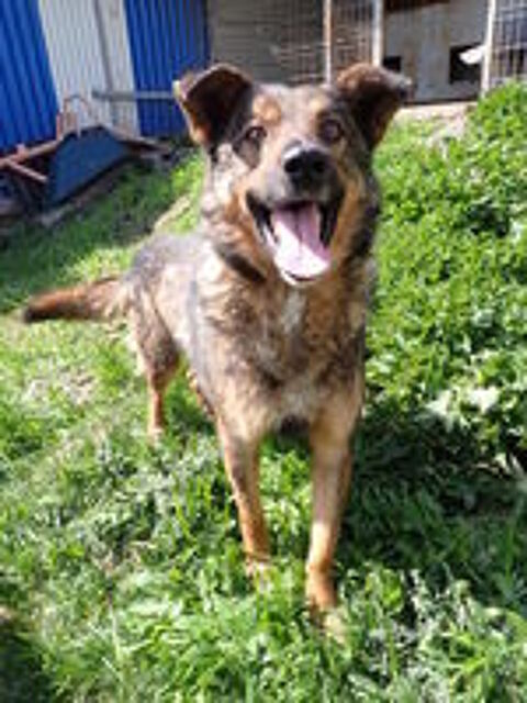   Baps à l'adoption 