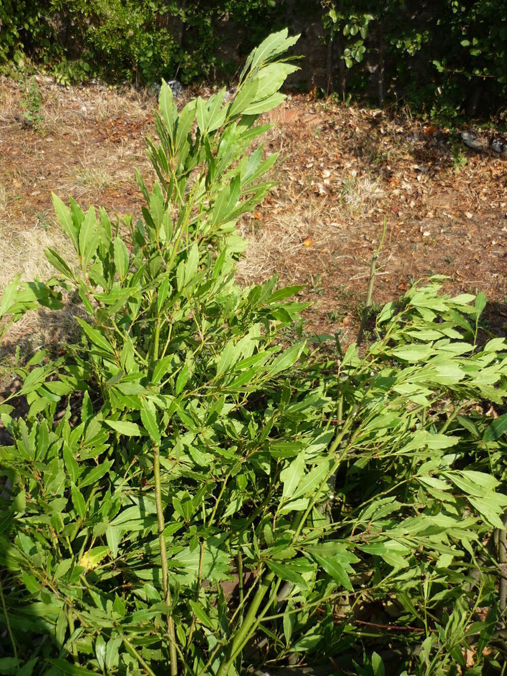 LAURIER SAUCE EN FEUILLES Jardin