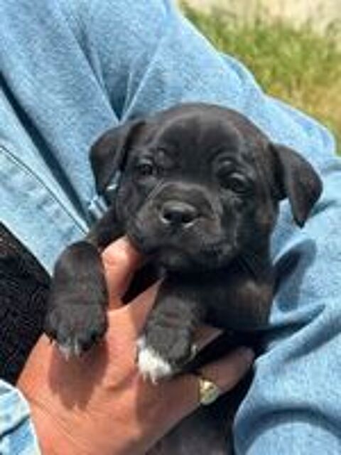   magnifique chiots staffie LOF 