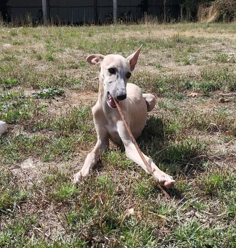  WHIPPETS  lof 900 56140 Tréal