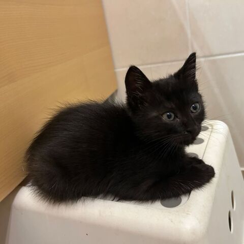 SIMPLET, jolie minette &agrave; l'adoption 1 84430 Mondragon