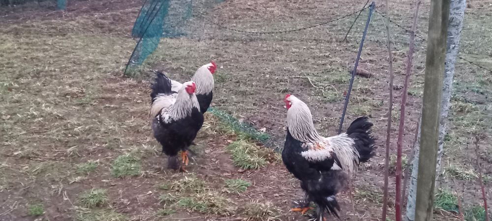   Coq brahma  