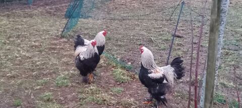 Coq brahma 15 59310 Auchy-lez-orchies