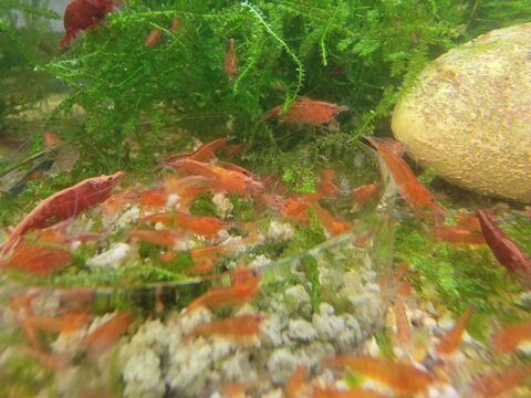 Crevettes neocaridina rouges sakura red 2 91100 Corbeil-essonnes