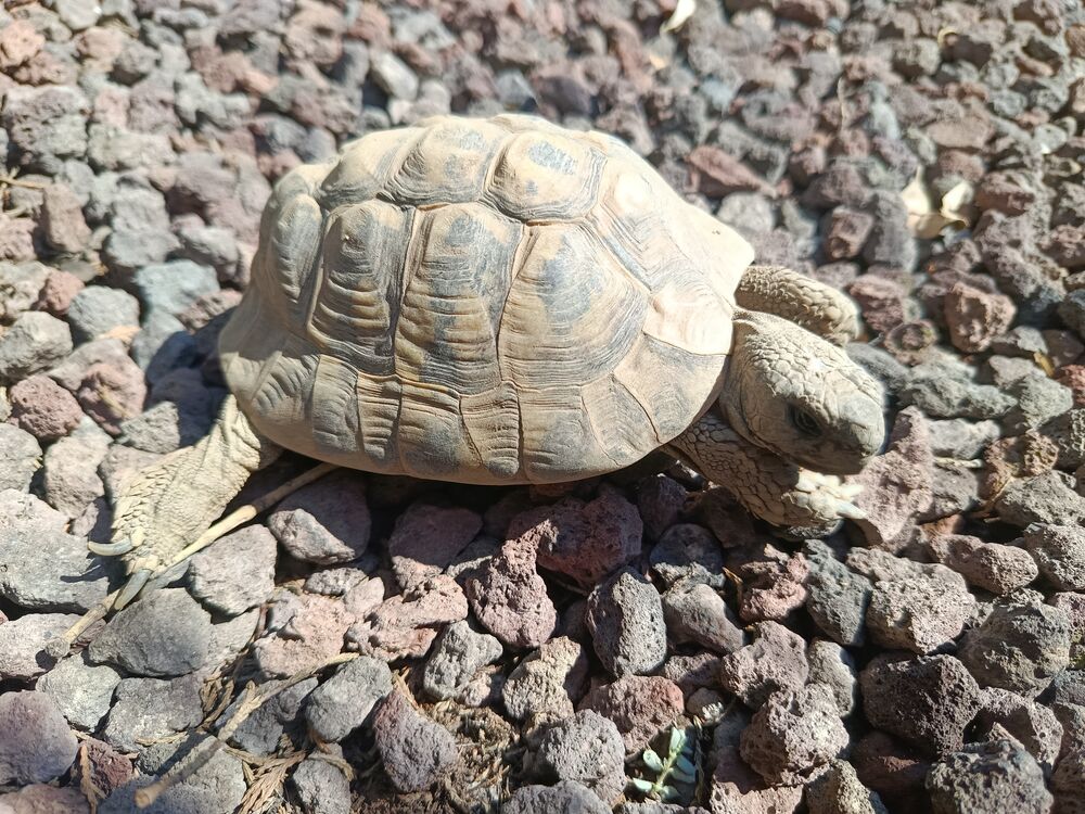   Tortue mâle Herman  