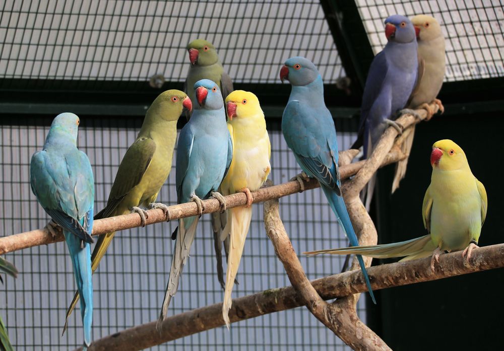  Perruches à collier 