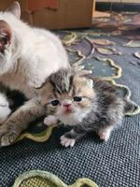   2 chatons exotic shorthair 