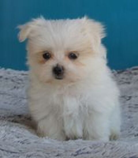   Magnifique femelle bichon maltais miniature 