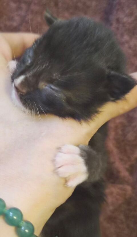 A RESERVER POUR D&eacute;but JUIN Chaton Maine Coon Black Solide  1000 77300 Fontainebleau