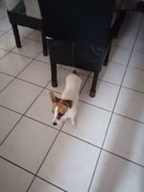   Donne chienne  